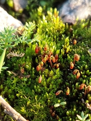 Bryum