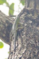 Lamprolepis smaragdina