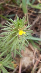 Ajuga chamaepitys