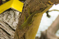 Lamprolepis smaragdina