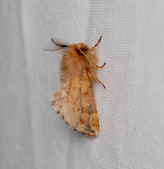 Ptilophora plumigera