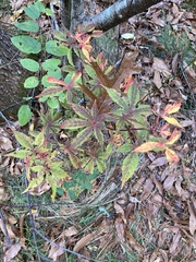 Sapindaceae