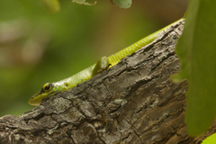 Lamprolepis smaragdina