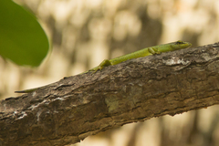 Lamprolepis smaragdina