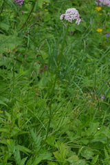 Valeriana officinalis