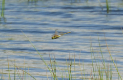 Anax ephippiger