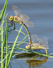 Anax ephippiger