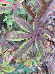 Sapindaceae