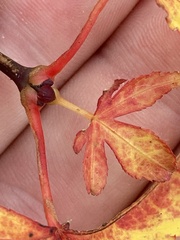Sapindaceae
