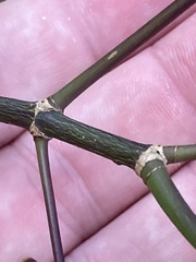 Sapindaceae