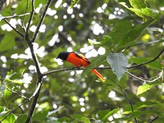 Pericrocotus speciosus
