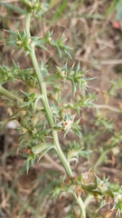 Salsola squarrosa
