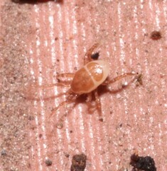 Parasitidae