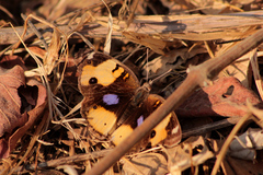 Junonia hierta cebrene