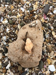 Muricopsis necocheana