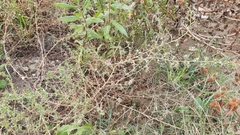 Salsola squarrosa