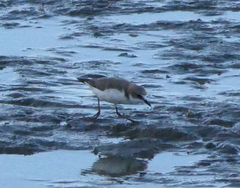 Charadrius ruficapillus