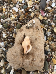 Muricopsis necocheana