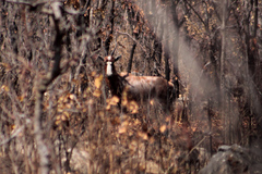 Damaliscus pygargus phillipsi