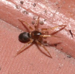 Phrurolithus