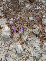 Cyanella