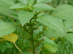 Acalypha lanceolata