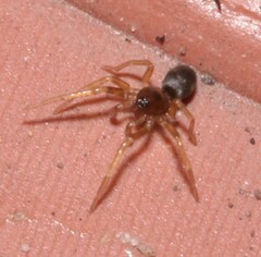 Phrurolithus