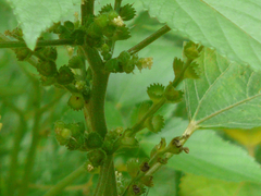 Acalypha lanceolata