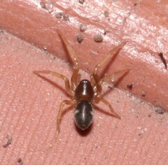 Phrurolithus