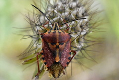 Carpocoris pudicus