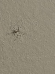 Spermophora senoculata