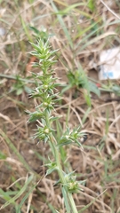 Salsola squarrosa