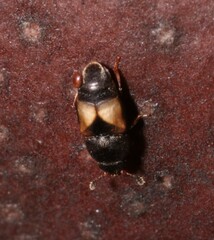 Carpophilus hemipterus