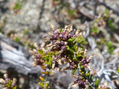 Erica inaequalis