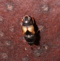 Carpophilus hemipterus