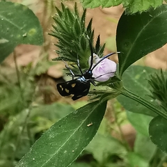 Balataea octomaculata