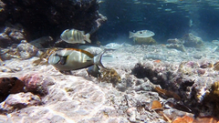 Acanthurus nigricauda