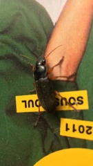 Harpalus