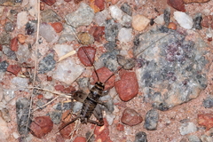 Gryllodes sigillatus