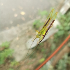 Macroteratura megafurcula
