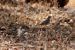 Turdus libonyana
