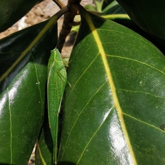 Isopsera denticulata