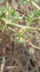 Salsola squarrosa