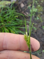Carex inversa