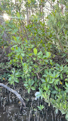Rhizophora mangle