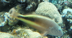 Paracirrhites forsteri