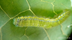Leptophobia