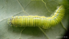 Leptophobia