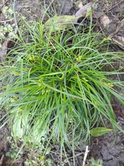 Carex inversa