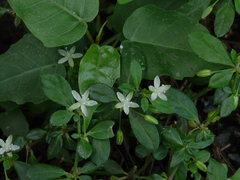 Glinus oppositifolius